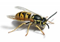 Bees and Wasps 374119 Image 0